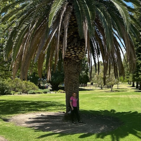 Palm Tree in Joondalup