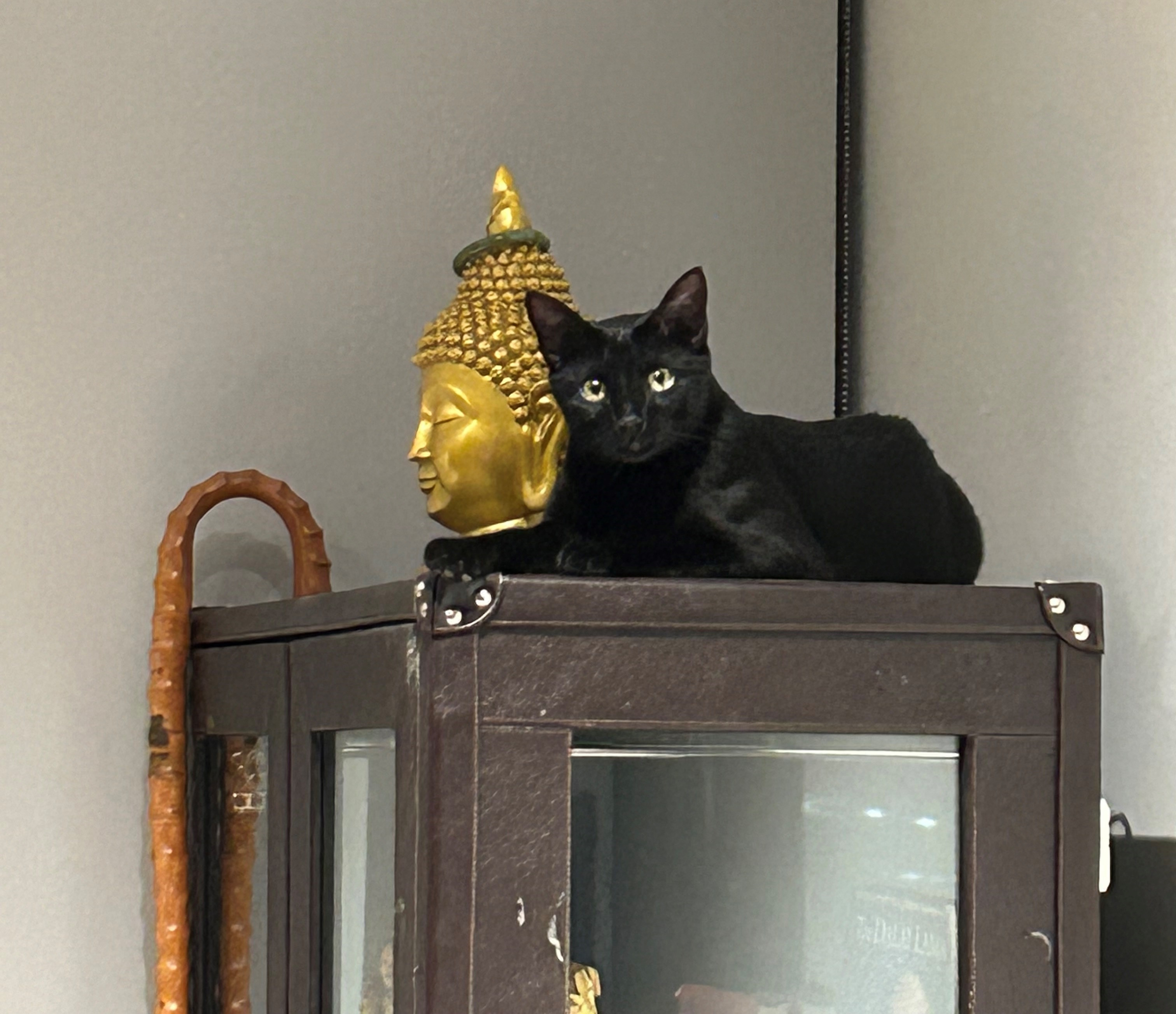 Buddha Cat