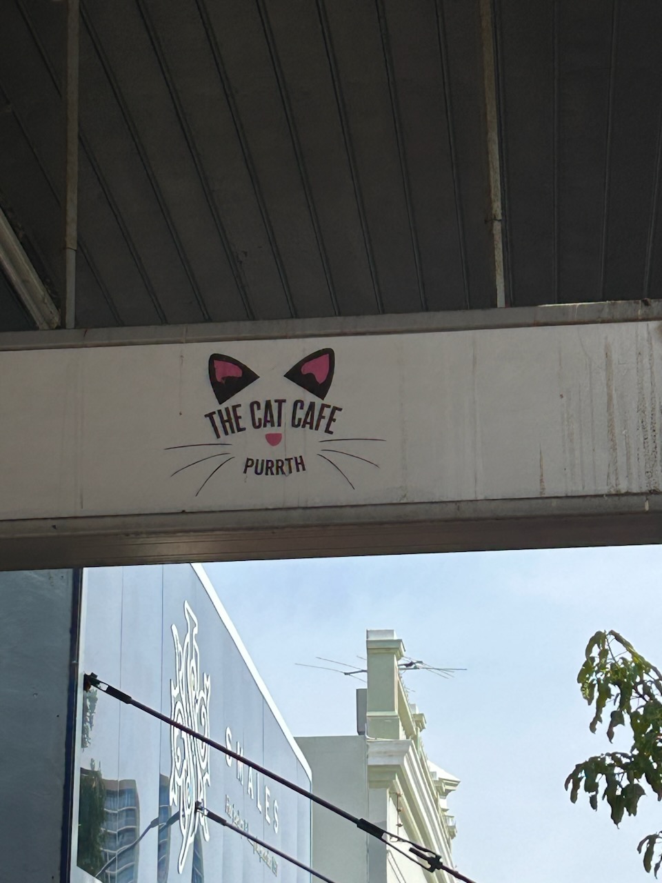 Cat Cafe