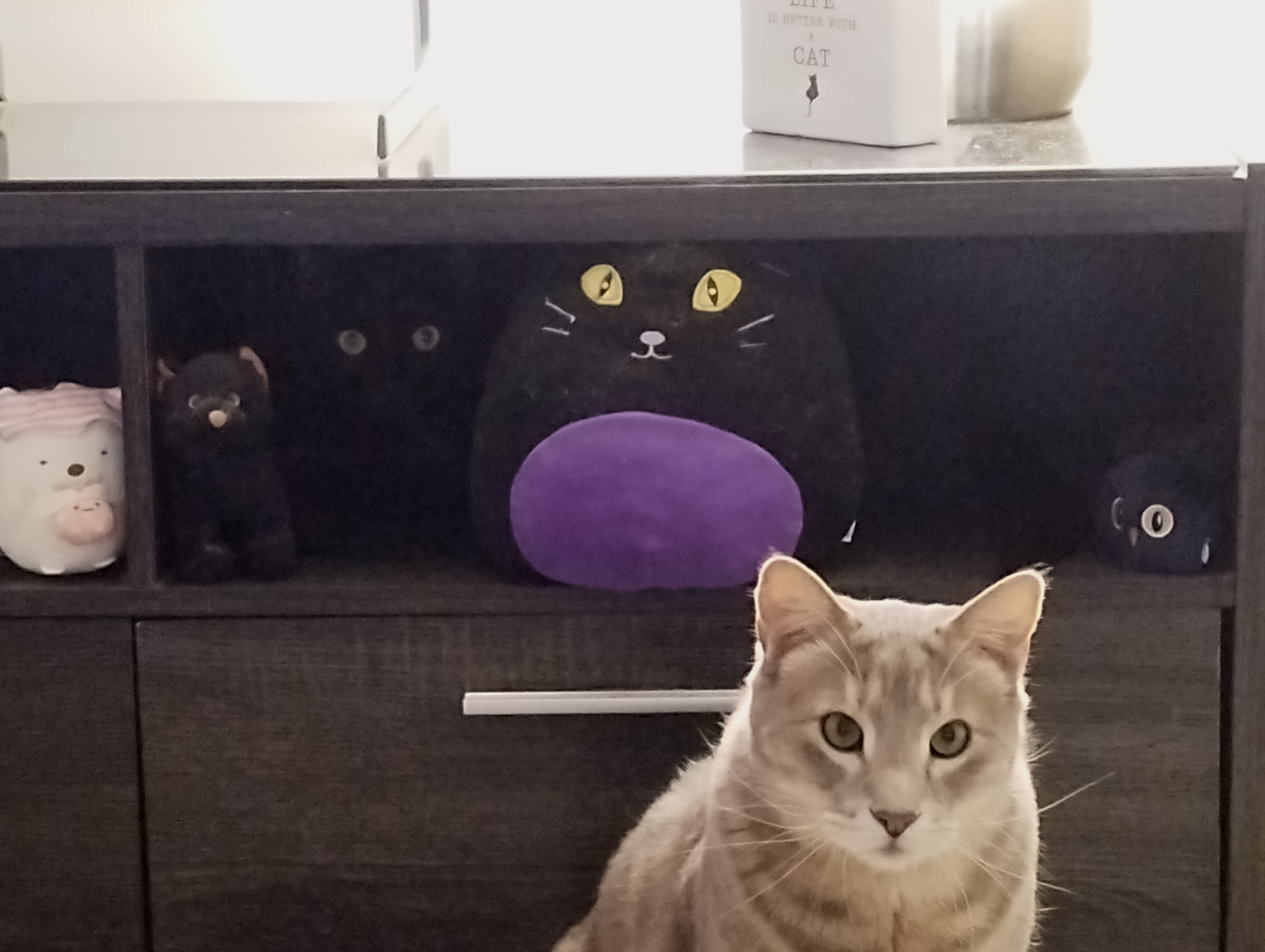 HiddenKitty